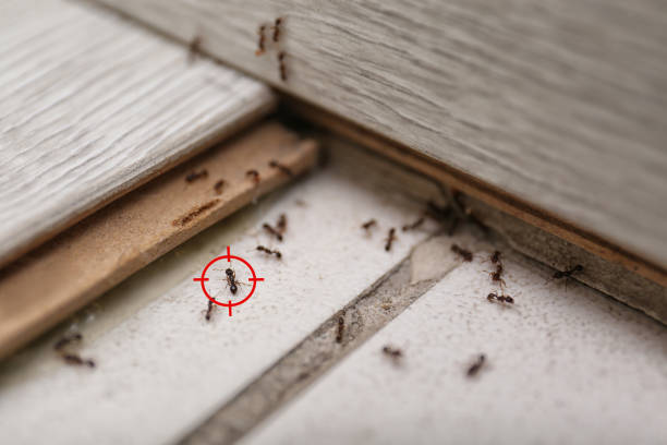 Best Commercial Pest Control Services  in Schuyler, NE