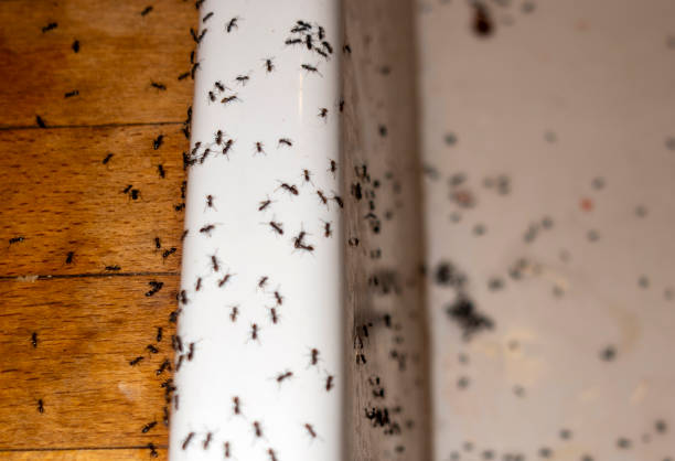 Best Cockroach Control Services  in Schuyler, NE